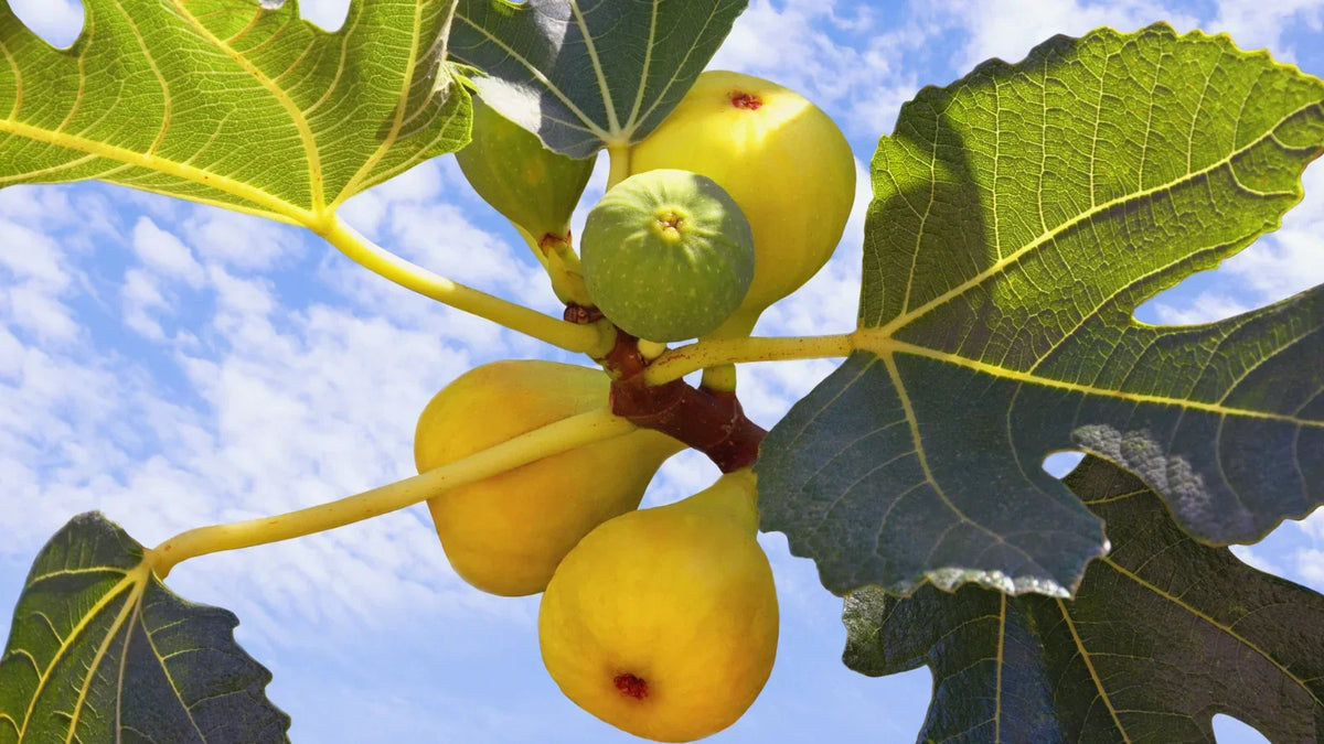Yellow Long Neck Fig Tree | Ficus carica | Bare Root Live Plant for Garden or Container