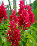 Brazilian Red Cloak Cuttings - 7 Unrooted Tropical Flowering Shrub Megaskepasma erythrochlamys
