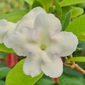 Lady of the Night Plants Set of 3 Bare Root Starters – Fragrant Night Blooming Brunfelsia americana Tropical Shrubs