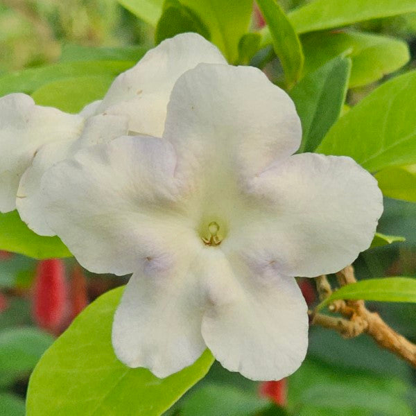 Lady of the Night Plants Set of 3 Bare Root Starters – Fragrant Night Blooming Brunfelsia americana Tropical Shrubs