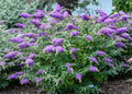 Buddleja Davidii Purple Butterfly Bush Cuttings – 6" Live Unrooted Flowering Shrubs for Pollinators & Gardens