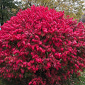 10 Burning Bush Hardwood Cuttings – Euonymus alatus Propagation, Vivid Fall Red Foliage, Cold Hardy Ornamental Shrub