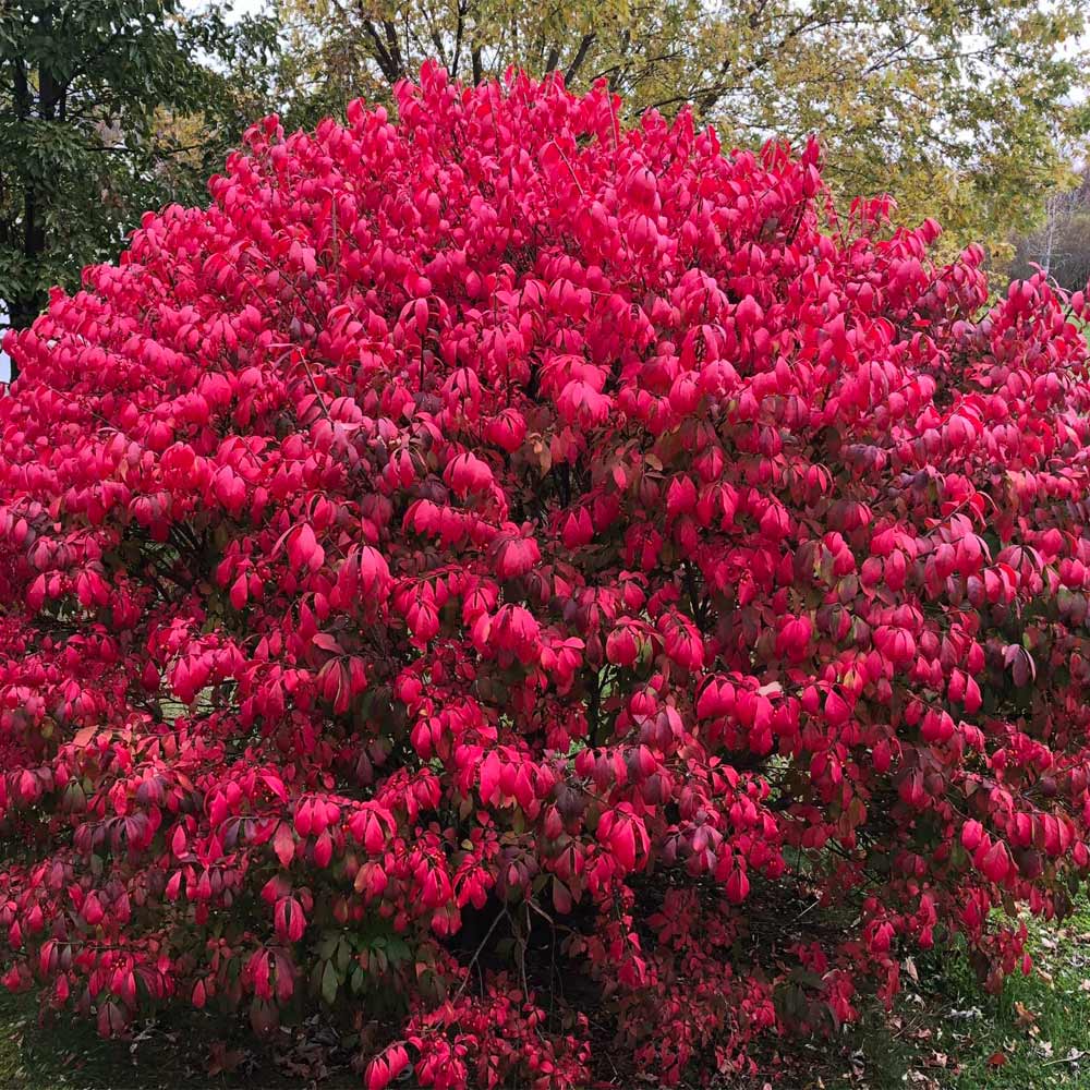 10 Burning Bush Hardwood Cuttings – Euonymus alatus Propagation, Vivid Fall Red Foliage, Cold Hardy Ornamental Shrub