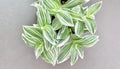Tradescantia albiflora Cuttings – Variegated Unrooted Stem Vines for Indoor & Outdoor Pots or Hanging Baskets