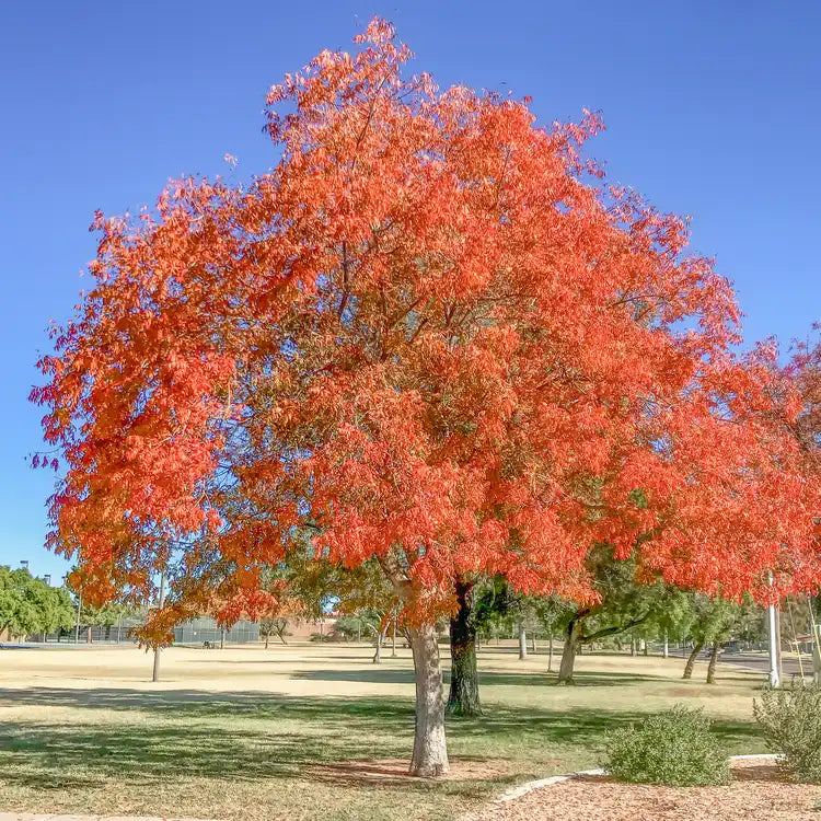 Live Chinese Pistache Tree, 18-Inch Bareroot, Vibrant Fall Colors, Hardy Ornamental & Bonsai, Pistacia chinensis