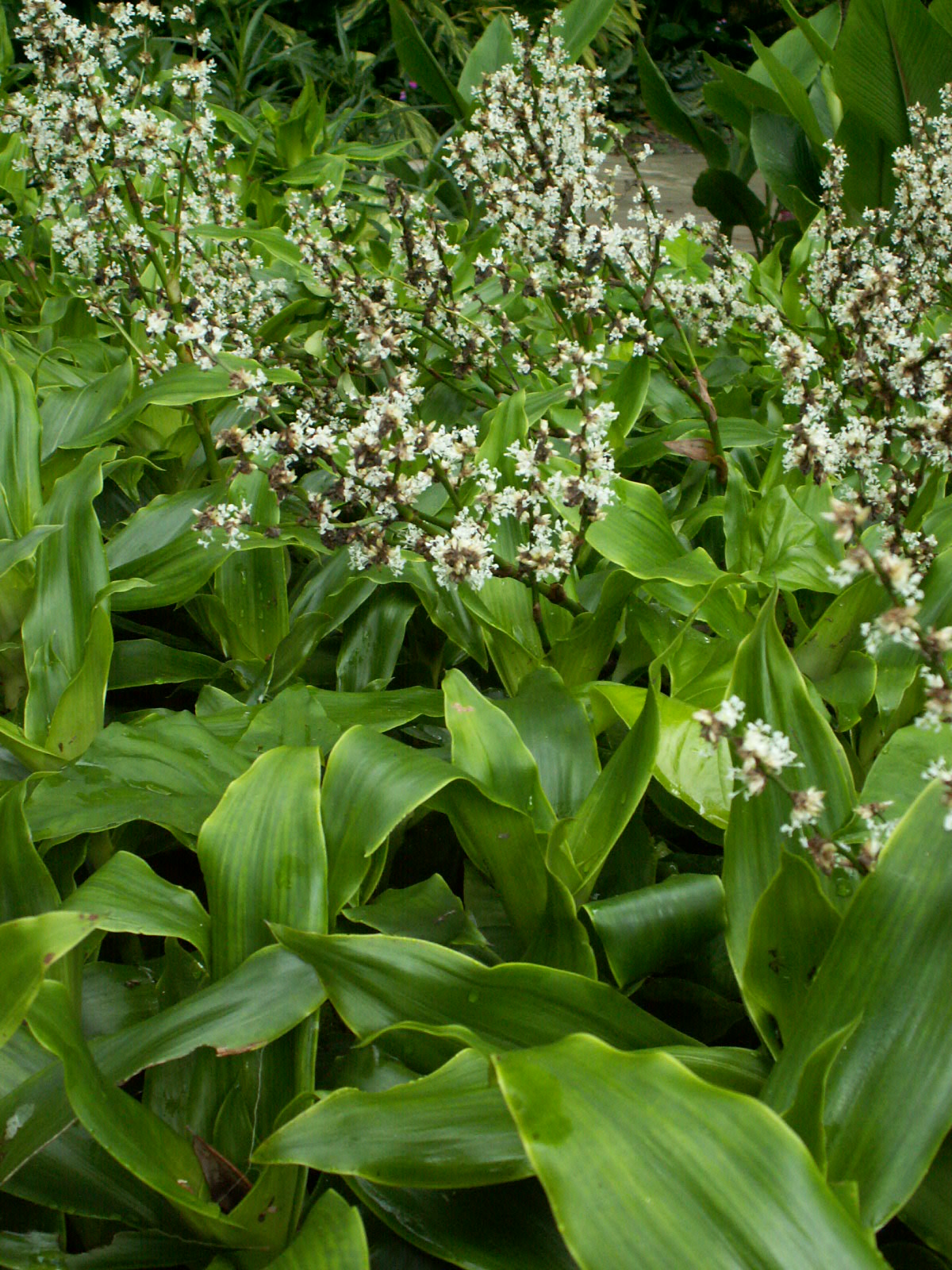 Basket Plant Cuttings 4-6" | Callisia fragrans | Easy to Root, Air Purifying Indoor Houseplant, Planta Canasta, Medicinal, Trailing Green Foliage