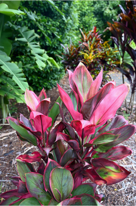 6 Hawaiian Ti Leaf Cuttings – Cordyline fruticosa Hybrid Mix in Assorted Red, Pink & Green for Tropical Landscaping & Containers