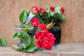 Miniature Rose Plant 2 Gal Beauty Secret Red Flowering Shrub for Garden & Containers Rosa spp.