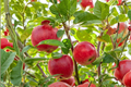 Pink Lady Apple Tree 4-6 Ft Live Plant, Deciduous Fruit Tree for Backyard Orchard, Fresh Apples, Malus domestica