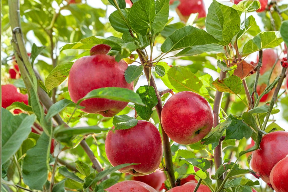 Pink Lady Apple Tree 4-6 Ft Live Plant, Deciduous Fruit Tree for Backyard Orchard, Fresh Apples, Malus domestica