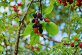 Fruitless Mulberry Tree Live Plant – 8-9 Ft Shade Tree Morus alba Non-Fruiting Landscape Tree