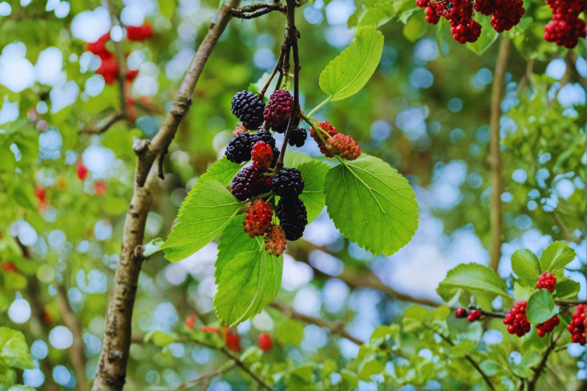 Fruitless Mulberry Tree Live Plant – 8-9 Ft Deciduous Shade Tree for Garden & Landscape – Morus alba
