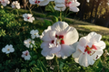 Double White Rose of Sharon Hibiscus Shrub 3 Gal Live Plant, Flowering Bush for Landscaping & Garden