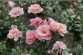 Queen Elizabeth Grandiflora Rose 2 Gal Live Pink Blooming Bush, Tall Garden Shrub, Outdoor Rose Plant Rosa spp.