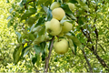 Apple Tree Live Plant 4-6 ft Ein Shemer Malus domestica Fruit Tree for Home Orchard Garden