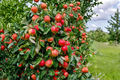 Holland Apple Tree 4-6 ft Live Fruit Tree, Sweet Apples, Malus domestica, Backyard Orchard, Full Sun, Garden Plant