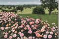 Apricot Drift Groundcover Rose 3 Gal Live Plant, Low Spreading Flowering Shrub, Rosa spp., Full Sun, Garden Landscape
