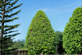 East Palatka Holly Shrub 3 Gal Live Plant Evergreen Hedge with Red Berries Ilex × attenuata Outdoor Garden Landscape