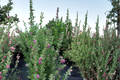 Purple Texas Sage Shrub 2-3 ft Live Evergreen Plant with Silver Foliage and Purple Flowers – Leucophyllum frutescens