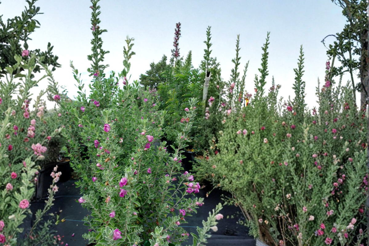 Purple Texas Sage Shrub 2-3 ft Live Evergreen Plant with Silver Foliage and Purple Flowers – Leucophyllum frutescens