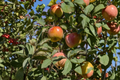 Fuji Apple Tree Live Plant 4-6 ft, Malus domestica, Fruit-Bearing Tree for Home Garden, Orchard, Outdoor Planting