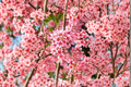 Okame Flowering Cherry Tree – 4-6 ft Live Ornamental Tree with Pink Blooms, Prunus × incam for Garden Landscape & Outdoor Decor