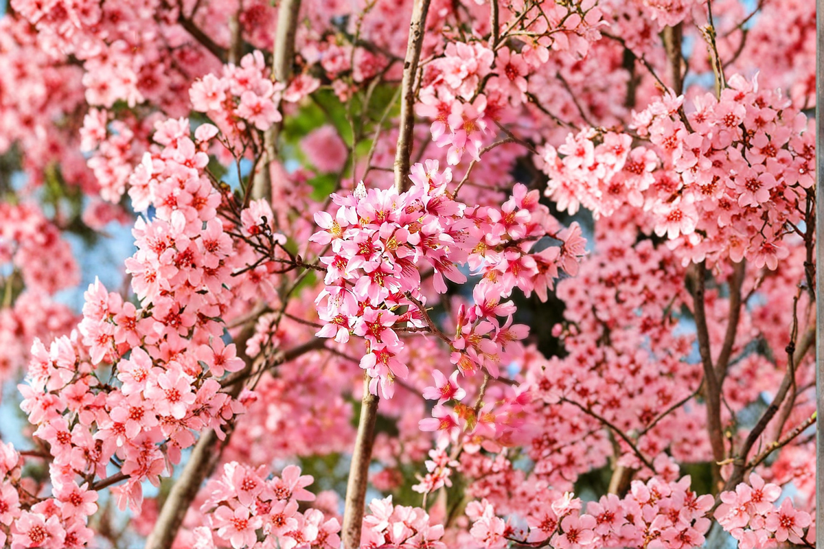 Okame Flowering Cherry Tree – 4-6 ft Live Ornamental Tree with Pink Blooms, Prunus × incam for Garden Landscape & Outdoor Decor