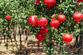 Dwarf Pomegranate Tree 3 Gal Live Plant – Punica granatum Compact Fruit Tree for Garden & Patio