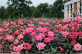 Pink Double Knock Out® Rose Live Plant – 3 Gallon Flowering Shrub Rosa spp. for Garden Borders & Landscape