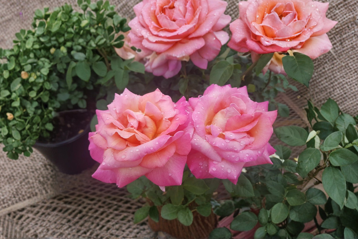 Broadway Hybrid Tea Rose Live Plant – 5 Gallon Yellow Pink Flowering Bush for Garden Landscape, Rose Bush, Outdoor Plant