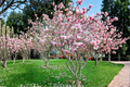Pink Japanese Magnolia Tree 4-5 ft Live Plant in 5-Gallon Container, Magnolia liliiflora Ornamental Tree for Garden Landscape