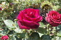 Red Hybrid Tea Rose Plant 1 Gal – Fragrant Double Blooms, Garden Landscaping, Bush Rose, Rosa ‘Traviata’