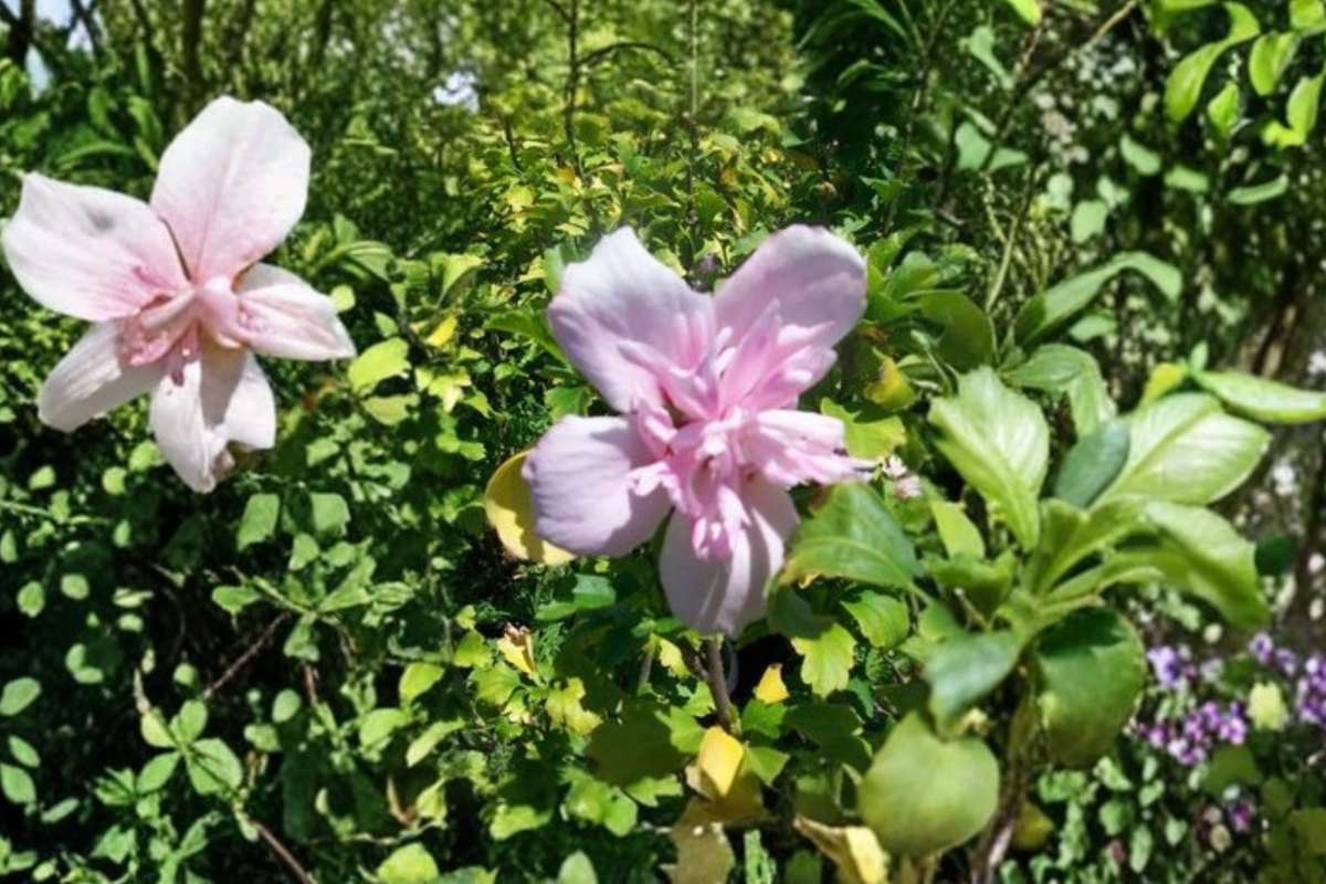 Double Pink Rose of Sharon Live Plant – 3 Gallon Hibiscus syriacus Flowering Shrub for Garden Landscape