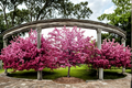 Robinson Flowering Crabapple Tree – 4-6 ft Pink Bloom Ornamental Tree for Garden Landscape, Malus spp.