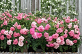 Sweet Drift Pink Ground Cover Rose Plant 3 Gal – Low-Growing Spreading Rose Bush with Double Blooms Rosa ‘Sweet Drift’