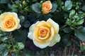Gold Medal Grandiflora Rose Bush – 5 Gal Live Plant with Yellow Orange Blooms, Large Flowering Garden Shrub, Rosa hybrid