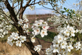 Aristocrat Flowering Pear Tree 5 Gal – Live Ornamental Pyrus calleryana ‘Aristocrat’ with White Spring Blooms for Garden Landscaping