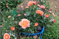 New Year Grandiflora Rose Plant – 5 Gal Live Orange Rose Bush with Large Blooms for Garden Landscaping & Outdoor Shrub