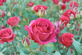 Hybrid Tea Rose Plant 5 Gal Deep Pink Large Blooms Rosa ‘Voluptuous’ Outdoor Garden Landscaping