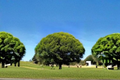 Live Globe Willow Tree 4-6 ft – Fast Growing Shade Tree for Landscape, Deciduous Outdoor Tree Salix matsudana 'Tortuosa'