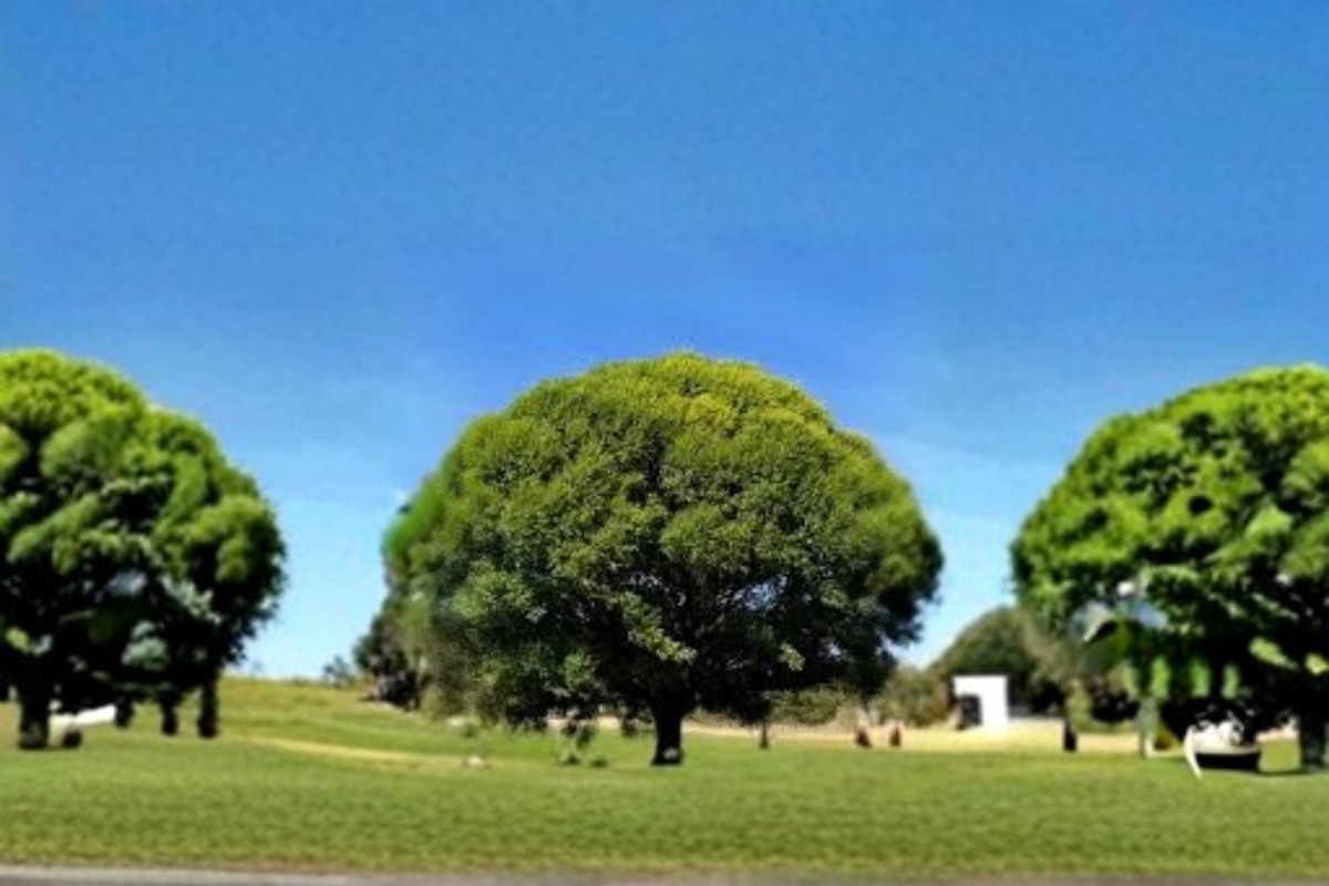 Globe Willow Tree 4-6 Ft Live Plant – Deciduous Shade Tree for Landscaping, Garden, Backyard, Full Sun, Salix spp.