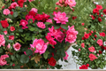 Pink Double Knock Out Rose Plant 3 Gal – Live Bush with Double Pink Blooms, Compact Growth, Easy Care Shrub for Garden Landscaping