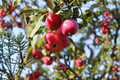 Calloway Fruiting Crabapple Tree – 4-6 Ft Live Ornamental Tree with Spring Flowers & Small Red Fruits, Malus spp.