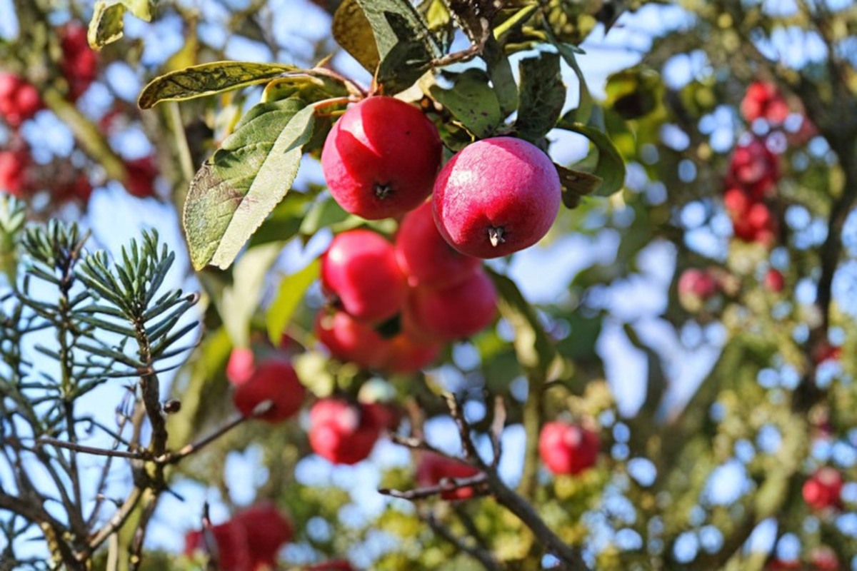 Callaway Fruiting Crabapple Tree 4-6 FT Live Plant, Ornamental Fruit Tree, Malus spp., Spring Blooms for Garden Landscape