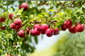 AU Rosa Plum Tree – 4-6 Ft Live Fruit Tree with Red Plums, Prunus salicina Hybrid for Garden & Backyard Orchard