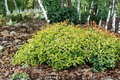 Kaleidoscope Abelia Live Plant – 3-Gallon Evergreen Shrub for Hedges, Borders, Landscaping, Colorful Foliage, Abelia × grandiflora