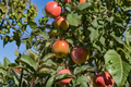 Fuji Apple Tree – 4-6 Ft Live Deciduous Fruit Tree in 5-Gallon Container, Sweet Juicy Apples, Malus domestica