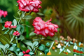 Impatiens Floribunda Rose Bush 3 Gal Live Plant – Orange Red Blooms, Flowering Garden Shrub for Outdoor Landscape