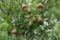 Magness Pear Tree – 4-6 Ft Live Fruit Tree for Garden, Backyard Orchard, Pyrus communis