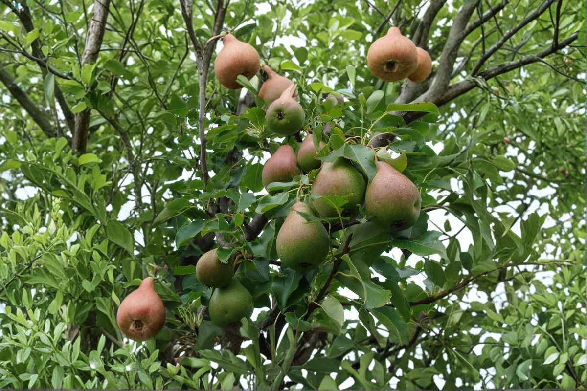 Magness Pear Tree – 4-6 Ft Live Fruit Tree for Garden, Backyard Orchard, Pyrus communis